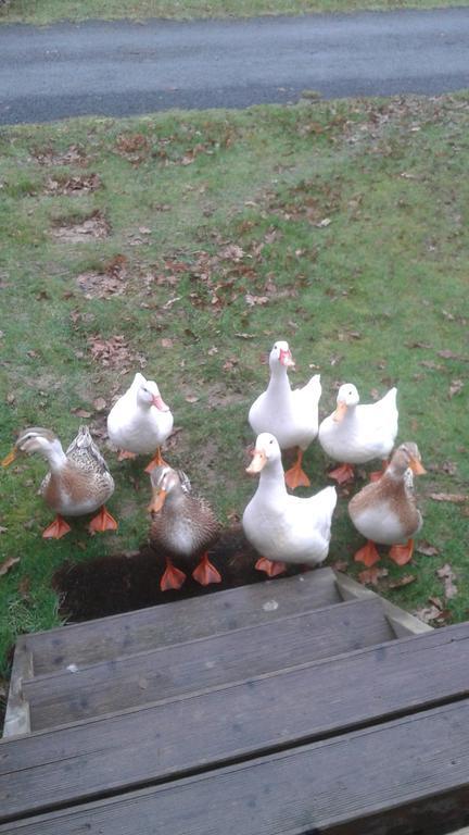 Hebergement Dans Un Domaine A Litteau 外观 照片